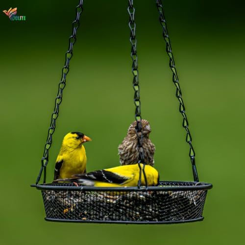 BOLITE Hanging Bird Feeder 2 Pack, Platform Feeders for Outside, Metal Mesh