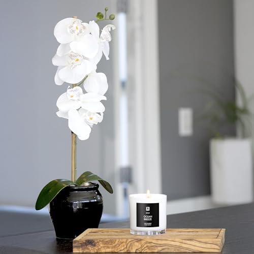 Lulu Candles | Island Coconut | Luxury Scented Soy Jar Candle | Hand Poured in The USA | Highly Scented & Long Lasting (9 Oz.)