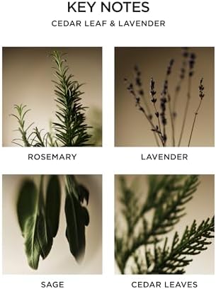 NEST New York Liquid Soap, Cedar Leaf & Lavender - 10 fl oz - Cleanses & Nourishes Skin - Approx. 300 Pumps Per Bottle - Gluten Free & Cruelty Free
