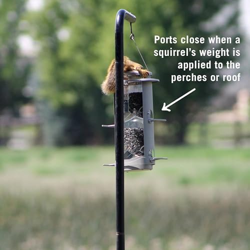 More Birds X-1 Squirrel-Proof Bird Feeder with 4.2-Pound Bird Seed Capacity and Four Feeding Ports