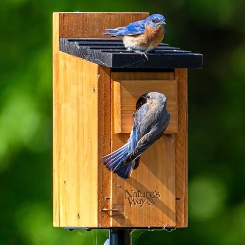 Nature’s Way Cedar Bluebird House for Outdoor Nesting, Predator Guard, Ventilated Design & Easy Access Clean-Out Panel, Natural Wood, Cedar Nesting House (Pack of 4)
