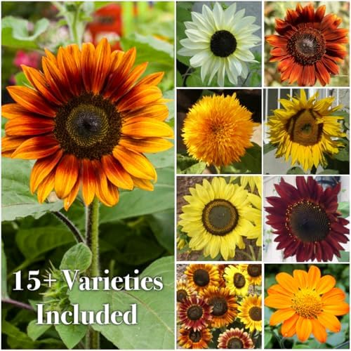 Seed Needs Butterfly Garden Variety Pack of 4 Flower Seeds for Planting