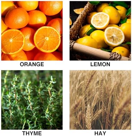 Citrus Meadow Scent Luxury Reed Diffuser – Long Lasting Aroma with Orange, Lemon, Thyme & Hay – Essential Oil Diffusers for Home – Crafted by Expert Perfumers – 150ml