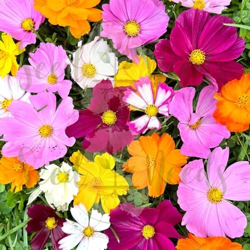 Seed Needs Butterfly Garden Variety Pack of 4 Flower Seeds for Planting