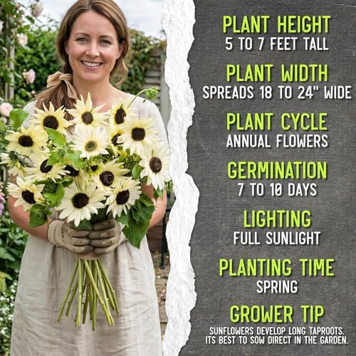 Seed Needs Sunflower Seeds Variety Pack of 2 Helianthus Flowers to Plant