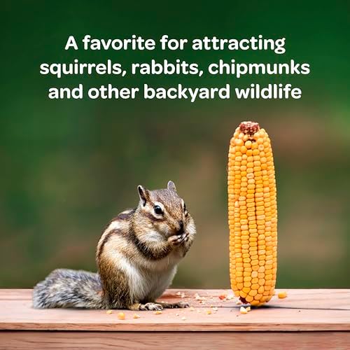 Kaytee Corn on the Cob for Wildlife Feeding, Squirrels & Deer, 6.5 lb (Pack of 6)