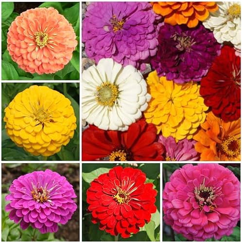 Seed Needs Butterfly Garden Variety Pack of 4 Flower Seeds for Planting