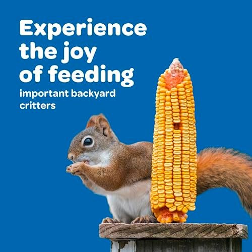 Kaytee Corn on the Cob for Wildlife Feeding, Squirrels & Deer, 6.5 lb (Pack of 6)
