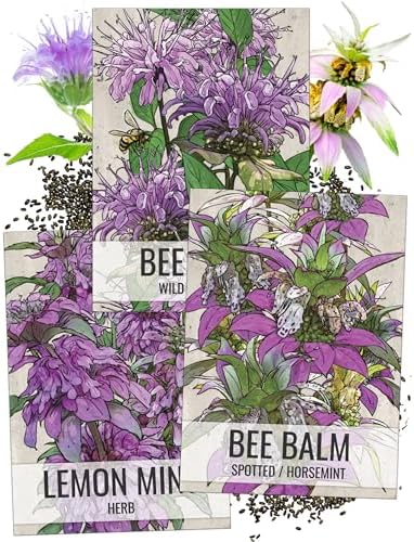 Seed Needs Bee Balm Seeds Variety Pack of 3 Perennial Monarda Flowers
