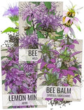 Seed Needs Bee Balm Seeds Variety Pack of 3 Perennial Monarda Flowers