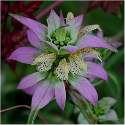 Seed Needs Bee Balm Seeds Variety Pack of 3 Perennial Monarda Flowers