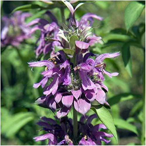 Seed Needs Bee Balm Seeds Variety Pack of 3 Perennial Monarda Flowers