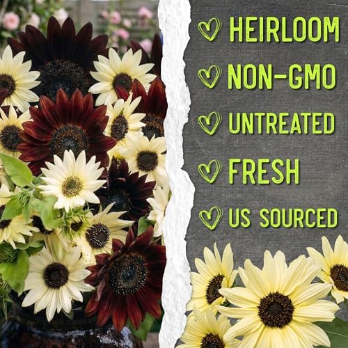 Seed Needs Sunflower Seeds Variety Pack of 2 Helianthus Flowers to Plant
