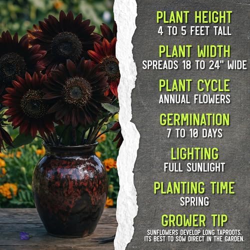Seed Needs Sunflower Seeds Variety Pack of 2 Helianthus Flowers to Plant