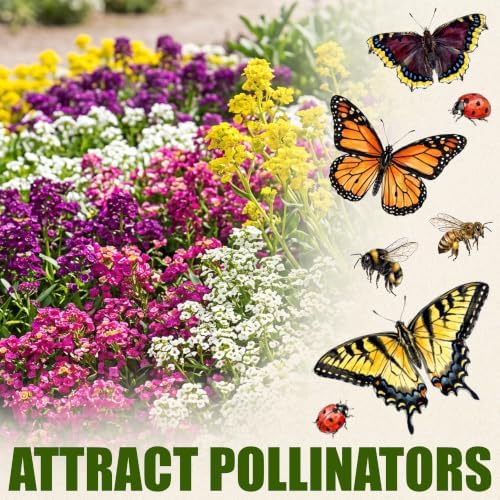 Seed Needs Alyssum Seeds Variety Pack of 4 Groundcover Flowers to Plant