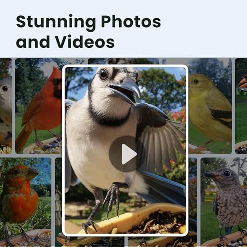 Birdfy Smart Bird Feeder with Camera for Beginners, Solar Powered Rookie