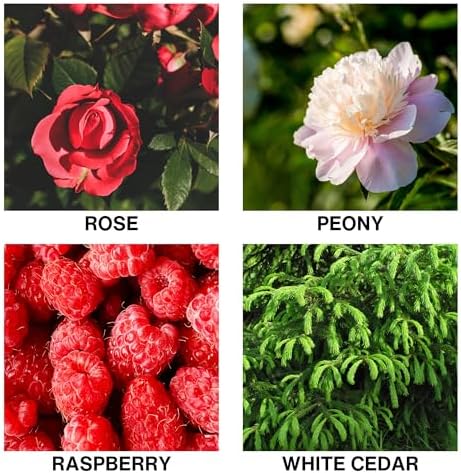 Rose Enchante Scent Room Scent Diffuser with Reed Diffuser Oil – Rose, Peony, Raspberry, and White Cedar – Long-Lasting Alcohol-Free Aromatherapy for Home, Bathroom, Bedroom – 150ml