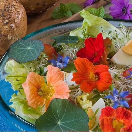 Seed Needs Nasturtium Garden Seeds Variety Pack of 2 Edible Wildflowers