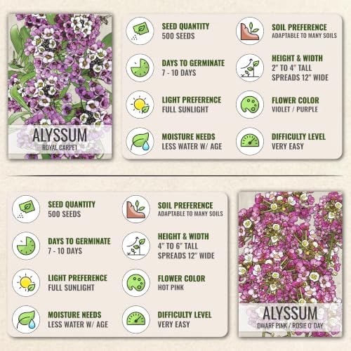 Seed Needs Alyssum Seeds Variety Pack of 4 Groundcover Flowers to Plant