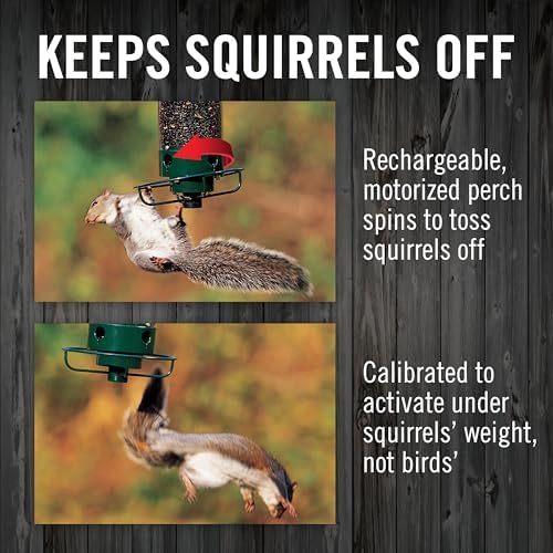 Droll Yankees Squirrel Proof Bird Feeder for Outdoors, 5 lb Seed Capacity