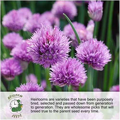 Seed Needs Bee Balm Seeds Variety Pack of 3 Perennial Monarda Flowers