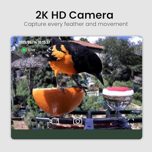 Bird Feeder with Camera Solar Powered 2K HD Video, 10,000+ Species AI Recognition, Real-Time Alerts, and Weatherproof Design for Effortless Birdwatching, Gift for Bird Lovers, Grass Green