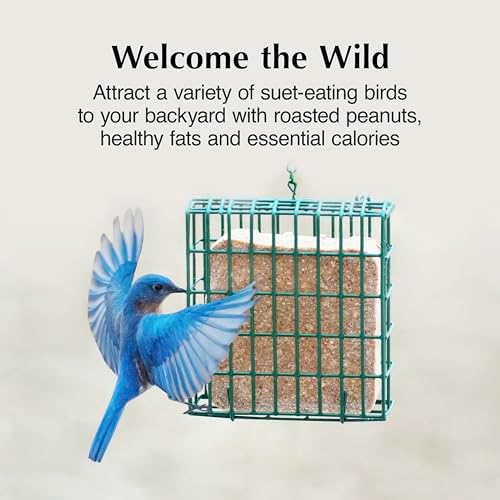 C&S Woodpecker Delight No Melt Suet Dough, Suet Cakes for Wild Birds