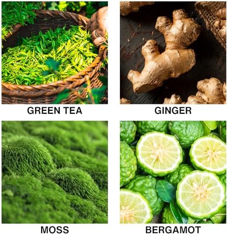 Spice Odyssey Scent Luxury Reed Diffuser – Green Tea, Ginger, Moss & Bergamot Scent – Long Lasting Diffusers for Home, Crafted by Expert Perfumers – 50ml