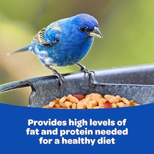 Kaytee Peanuts Wild Bird Food, High in Fat and Protein