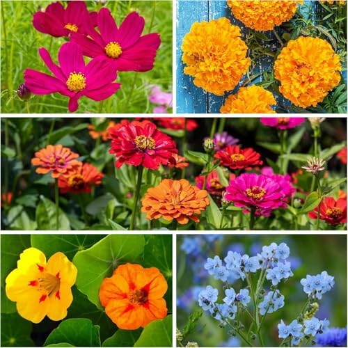 Seed Needs Butterfly Garden Variety Pack of 4 Flower Seeds for Planting