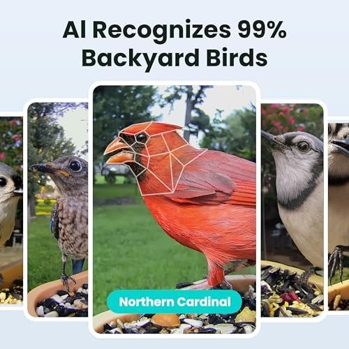 Birdfy Smart Bird Feeder with Camera for Beginners, Solar Powered, Free AI