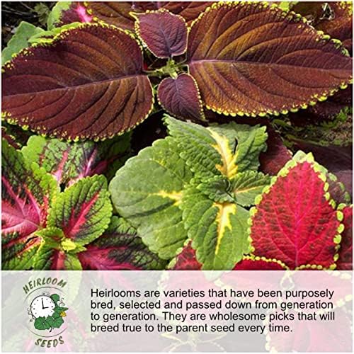 Seed Needs Forget Me Not Seeds Variety Pack of 3 Flowers for Planting
