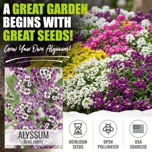 Seed Needs Alyssum Seeds Variety Pack of 4 Groundcover Flowers to Plant