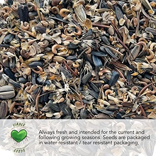 Seed Needs Forget Me Not Seeds Variety Pack of 3 Flowers for Planting