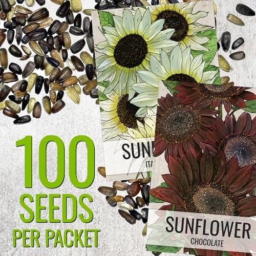 Seed Needs Sunflower Seeds Variety Pack of 2 Helianthus Flowers to Plant