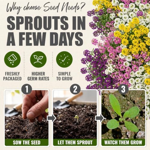 Seed Needs Alyssum Seeds Variety Pack of 4 Groundcover Flowers to Plant