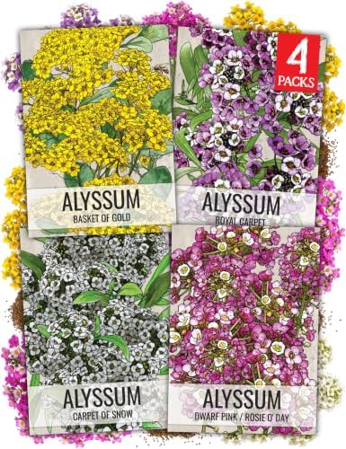 Seed Needs Alyssum Seeds Variety Pack of 4 Groundcover Flowers to Plant